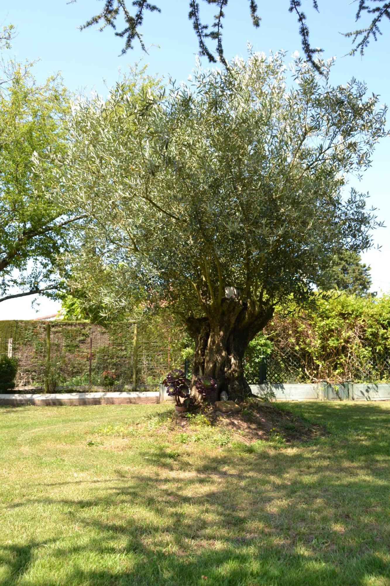 Le Gite De La Lombriere Saint-Denis-de-Pile Eksteriør bilde